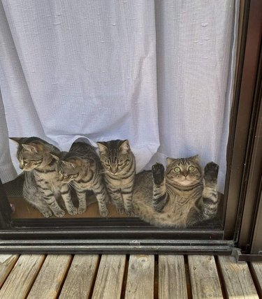 Three cats looking one way out of a screen door while a fourth cat paws at it.