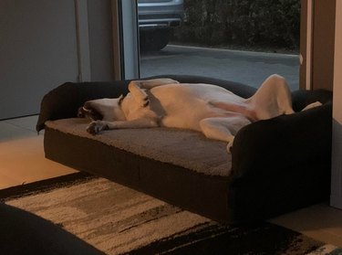 Dog sleeping on her back in dog bed