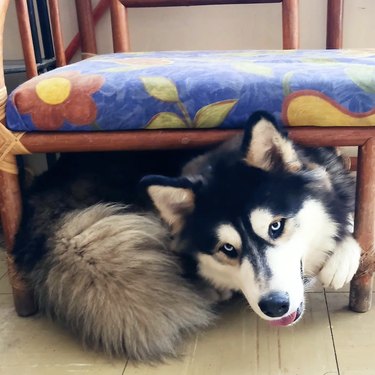 Husky smiling and hiding under a chair.