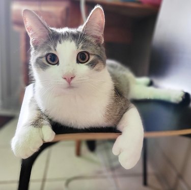 Cat on a chair showing their "thumbs" and looking at the camera.