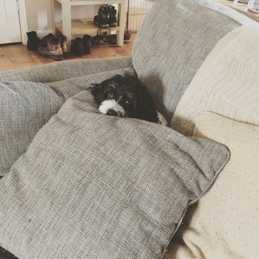 Black and white cockapoo dog hiding behind gray couch pillows.