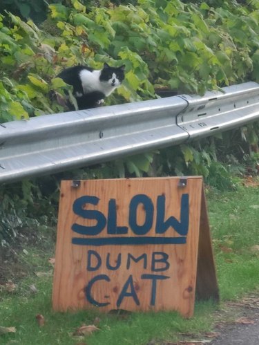 Cat perched above hand painted road sign reading SLOW DUMB CAT