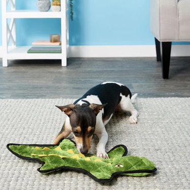 Rat terrier dog playing with a stuffing-free toy shaped like an alligator.