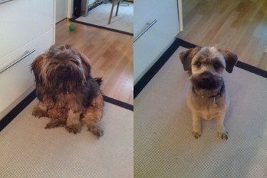 Before and after of small shaggy dog clipped close with a mustache