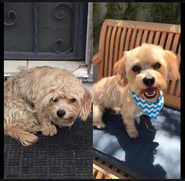 Before and after small matted tan dog and freshly groomed with bandana