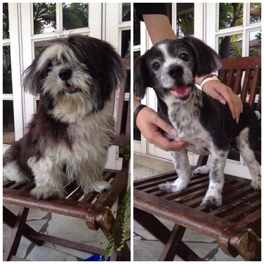 Before and after of small dog with hair in its eyes and with fresh haircut