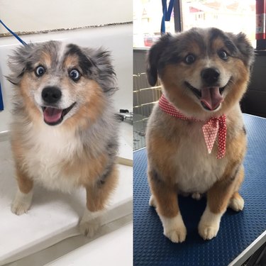 Before and after of cross-eyed Australian shepherd at the groomer and after with a polka dot bandana