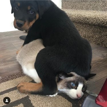 Puppy sitting on cat resigned to their fate.