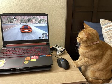 orange cat staring at a driving video game.