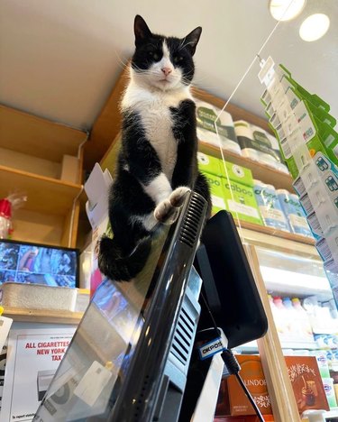 cat standing on point of sale monitor in a bodega.