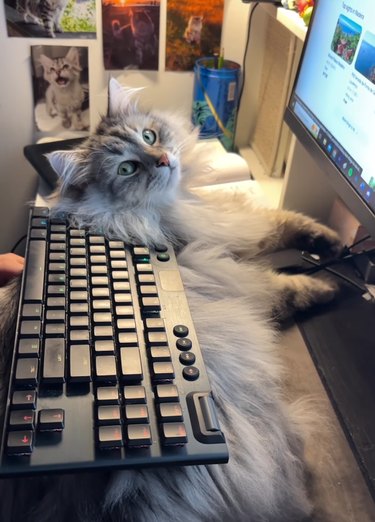 Computer keybord resting on a cat who is looking at the camera.