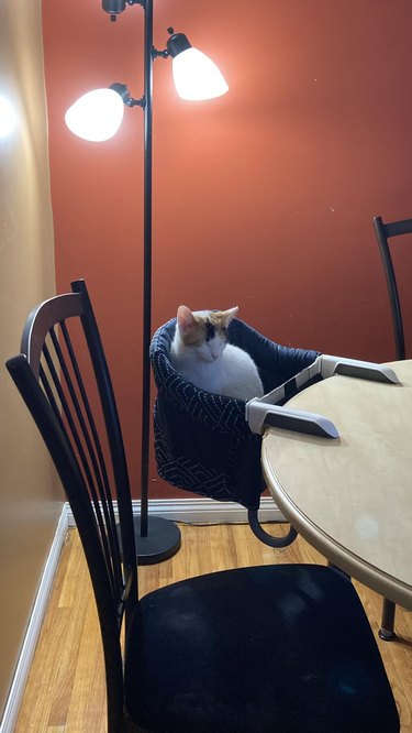 cat steals baby's chair at dining table.