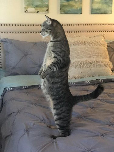 A cat is on a bed and standing upright like a human.