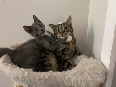 kitten hugging senior cat on a cat bed.