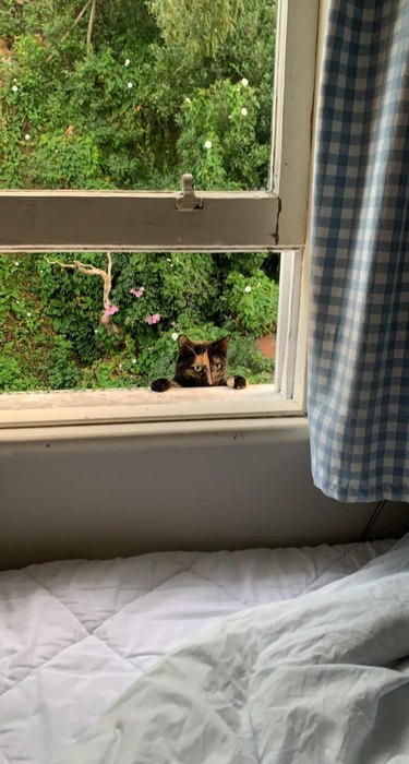 Tortoiseshell cat peering in open window.