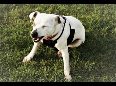 dog sneezing