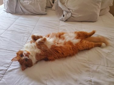 fluffy orange cat sleeping upside down on their back.