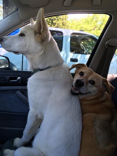 Two dogs squished together in front passenger seat of car