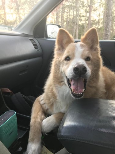 Happy dog in front passenger seat of car