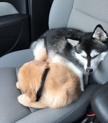Two puppies sleeping curled up in front passenger seat of car