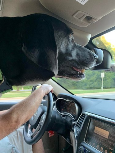 Large dog in front passenger seat of car