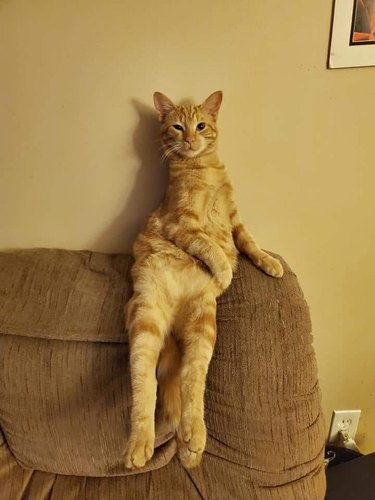 Ginger cat sitting like a human on a couch and winking slightly.