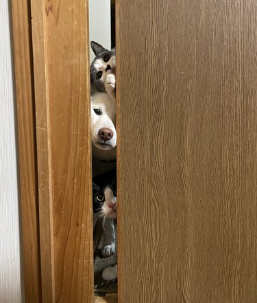 Two cats and a dog trying to get into the kitchen through a door that is slightly ajar.