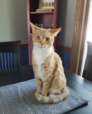 Ginger and white cat wraps tail around little paws while sitting on top of a table.