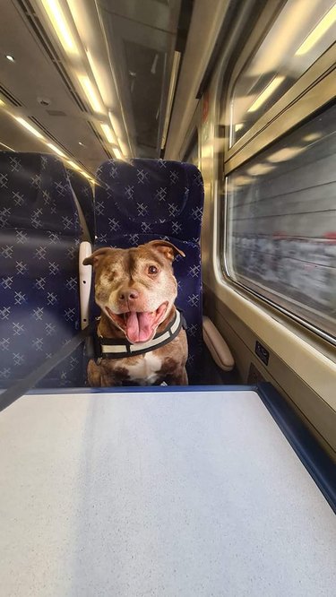 Excited dog sitting in a seat on a train.