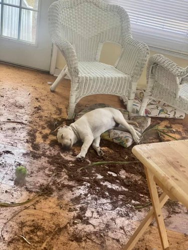 Dog takes a nap after making a big mess and destroying a houseplant with soil everywhere.