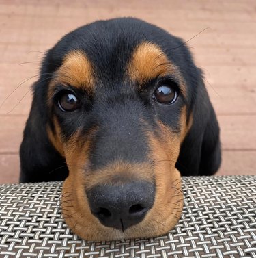 Closeup photo of a basset hound puppy.