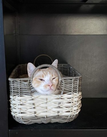 Cat sleeping in basket with their head through one of the handles.