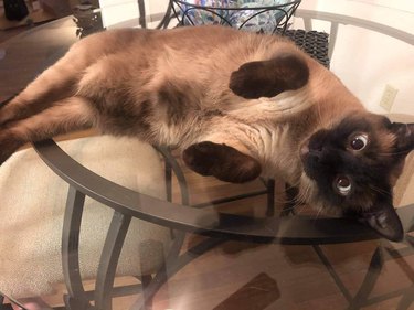 Siamese cat is laying on a glass tabletop and wanting to be petted on their belly.
