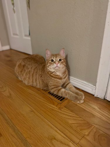 Ginger cat sleeping on heating vent on the floor.