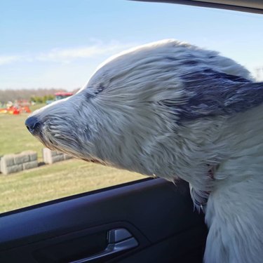 English Sheepdog sticking head out of car window