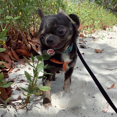 Chihuahua mix looking skeptically at plant