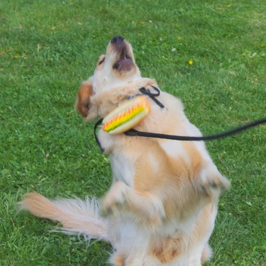 Golden retriever failing to catch dog toy shaped like hot dog