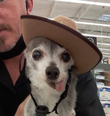 Very old small dog with tongue sticking out wearing a cowboy hat