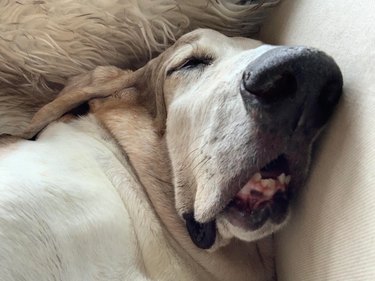 Snoring old Bassett hound