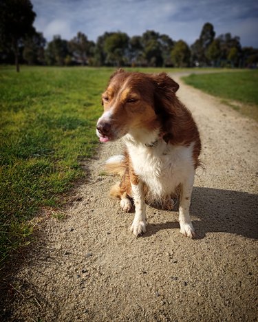 Dog with tongue sticking out on walk in beautiful field