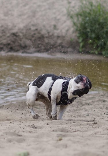 French bulldog shaking off after exiting lake