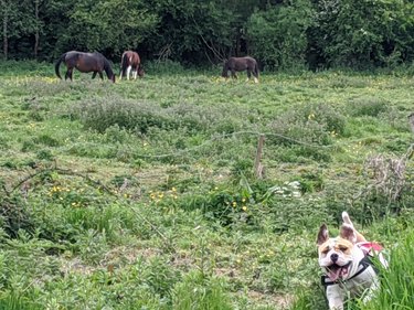 Excited dog running towards camera away from horses