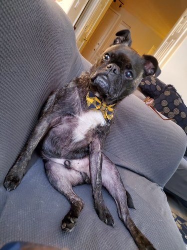French bulldog mix sitting awkwardly on couch