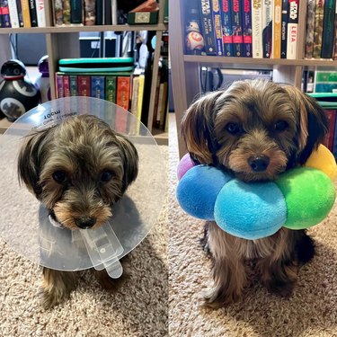 Yorkie mix wearing a plastic E-collar before and a plush rainbow collar after