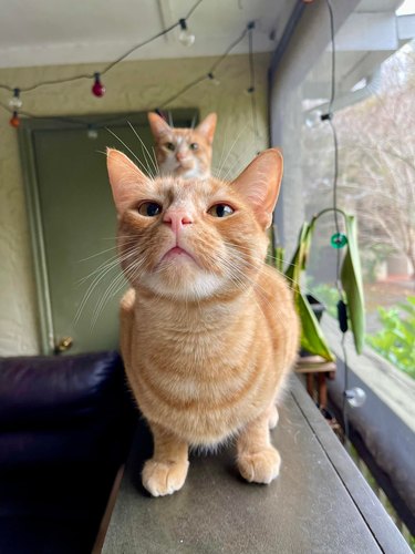 Two orange cats looking at the camera, one is behind the other.