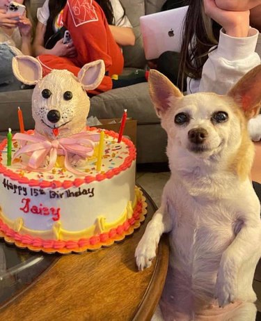 15-year-old Chihuahua named Daisy standing up next to birthday cake modeled after herself