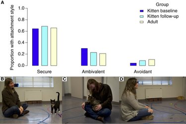 Participants of a study measuring cat attachment styles