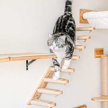 Cat climbing down wall-mounted, sisal-wrapped stairs.