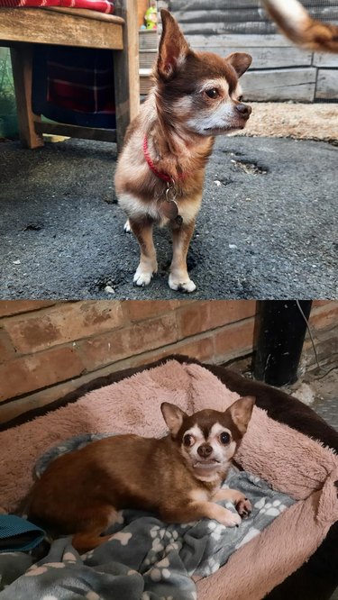 Top: Chihuahua mix posing handsomely; Bottom: Chihuahua mix looking awkward