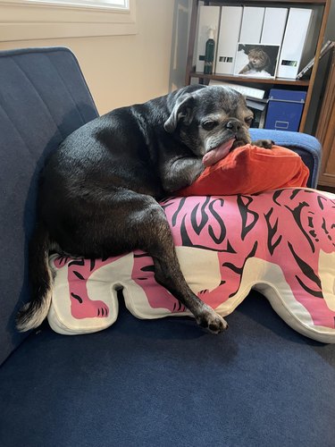 Very old black pug with whole tongue hanging out